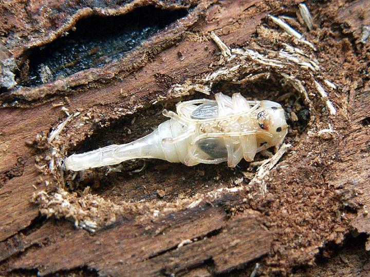 03.Acanthocinus reticulatus_pupa.jpg