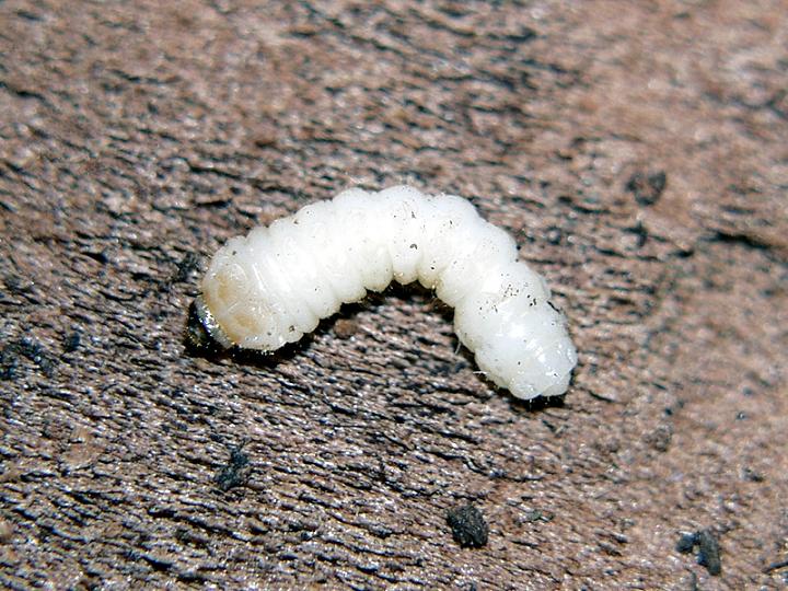 02.Acanthocinus reticulatus_larva.JPG