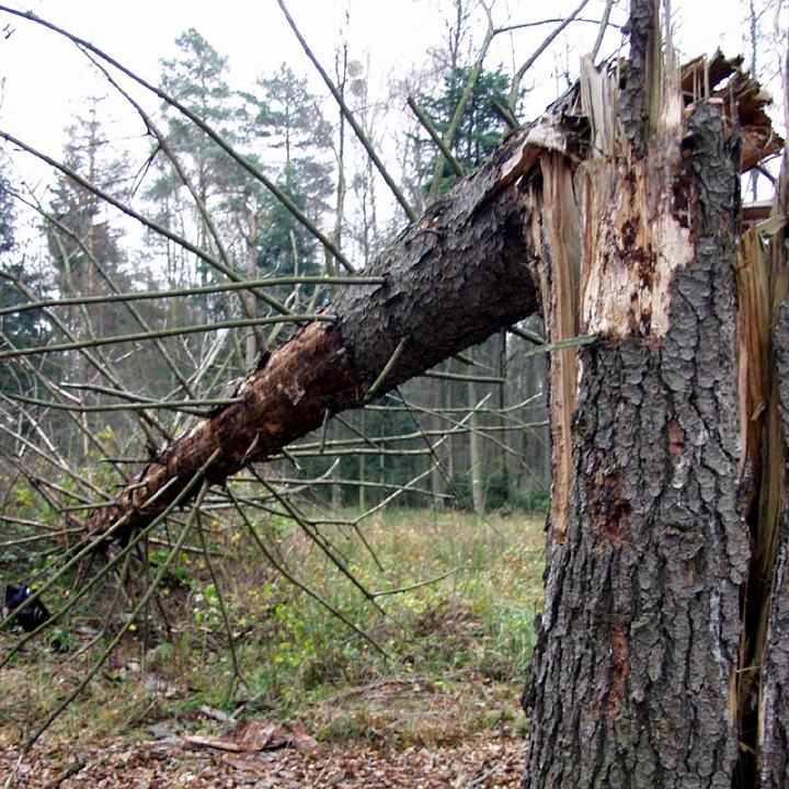 01.Acanthocinus reticulatus_habitat.JPG