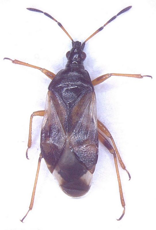 Anthocoris_nemorum.jpg