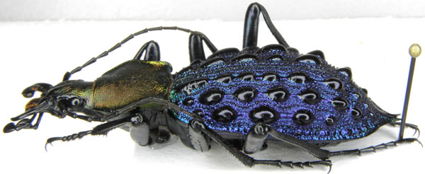 Coptolabrus szechwanensis elisabettianus, Font, 1997 (2).JPG