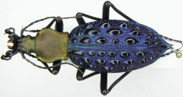 Coptolabrus szechwanensis elisabettianus, Font, 1997.JPG