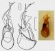 Bibloplectus ambiguus Reichenbach, 1816.jpg