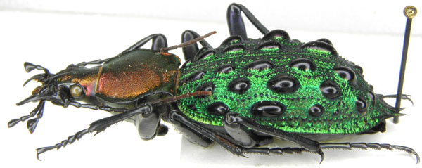 Coptolabrus szechwanensis mirificus,  Kraatz, 1894.JPG
