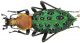 Coptolabrus szechwanensis mirificus, Kraatz, 1894.JPG