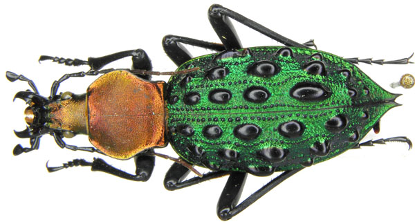 Coptolabrus szechwanensis mirificus, Kraatz, 1894.JPG