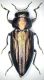 Sphaerobothris (S.str.) aghababiani - male.JPG