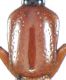 elegans - Kopie.jpg