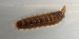 Larva Stratiomyidae.jpg