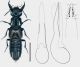 Philonthus splendens (Fabricius, 1793).jpg