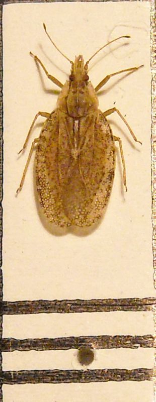 Cantacader quadricornis a.jpg