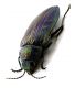Comb0639_27jcr.jpg