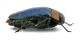 Comb0641J_10jcr.jpg