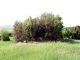 Alosterna pauli_habitat_2.JPG