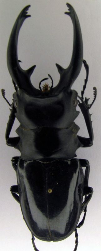 lucanidae 2.jpg