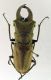 lucanidae 7.jpg
