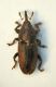 Curculio nuovo 08 muschio.jpg