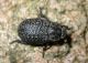 Throx sp.1.jpg