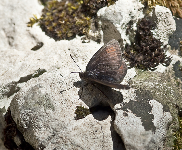 ex.Erebia pluto M.Sibillini Umbria PG..jpg