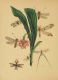 Page216_Westwood_1848_The_Cabinet_of_Oriental_Entomology.jpg
