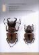 Illustrated catalogue of the Lucanidae from Africa and Madagascar  117.jpg