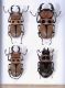 Illustrated catalogue of the Lucanidae from Africa and Madagascar  116.jpg
