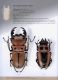 Illustrated catalogue of the Lucanidae from Africa and Madagascar  115.jpg