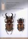 Illustrated catalogue of the Lucanidae from Africa and Madagascar  113.jpg