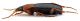 Comb0658_26jcr.jpg
