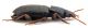 Comb0672_19jcr.jpg
