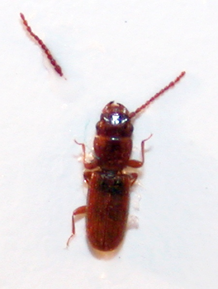 Laemophloeidae 1.jpg