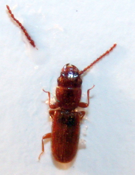 Laemophloeidae2.jpg