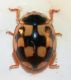 coccinella2.jpg