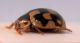 coccinella4.jpg
