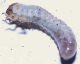 Larve_Focene_20-II-2013_CN004.jpg