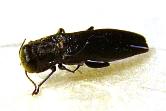 Agrilus II 2013 1.jpg