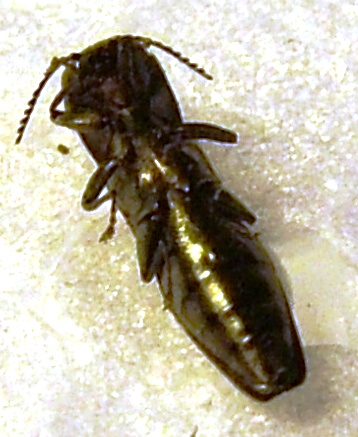 Agrilus II 2013 2.jpg