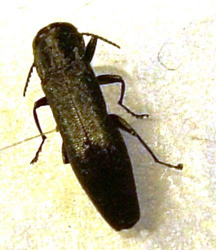 Agrilus II 2013 3.jpg