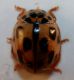 coccinella1.jpg