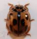 coccinella2.jpg