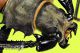 Callipogon_armillatus_det_s.jpg