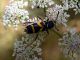 03.Clytus clavicornis.jpg