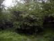 02.Clytus claviornis_habitat.jpg