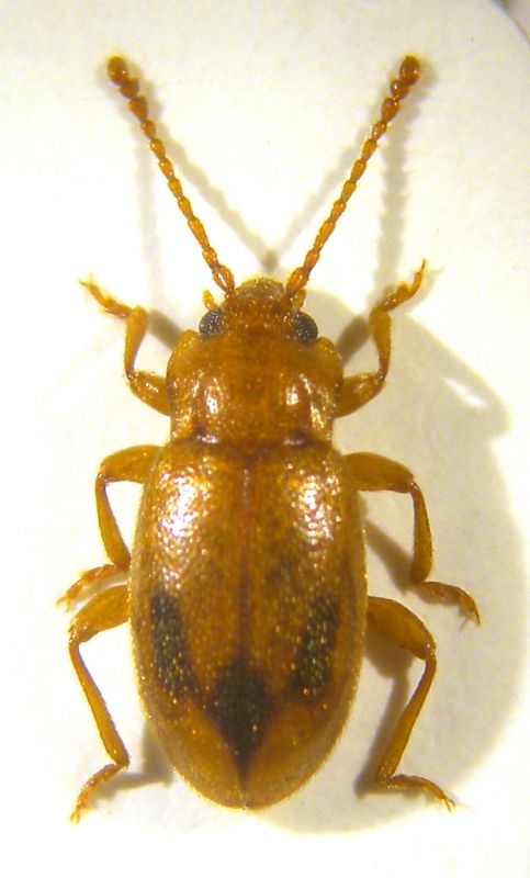 Dapsa trimaculata Motschulsky 1835.jpg