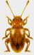 Dapsa trimaculata Motschulsky, 1835.jpg