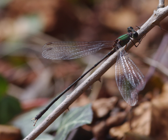 IMGP5693_Damselfly_sm.JPG