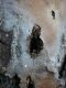 _PINO_4_P1100517_x_4 - 600px.JPG