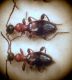 Antelephila(Formicomus) pedestris (Rossi, 1790)..JPG