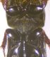 Pleurophorus 002 dettaglio.jpg