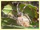 Araneus diadematus Anzio 23.11.2012.jpg